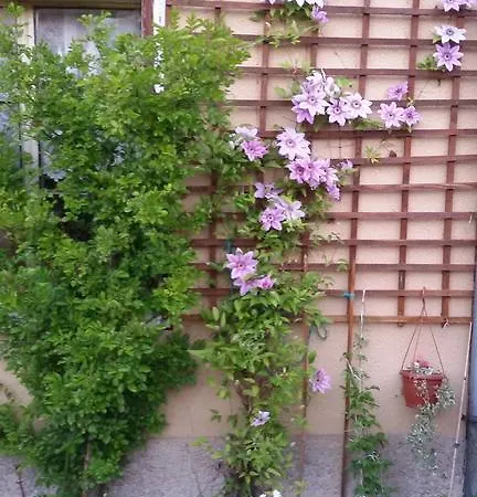 Guest Bashtina Striaha