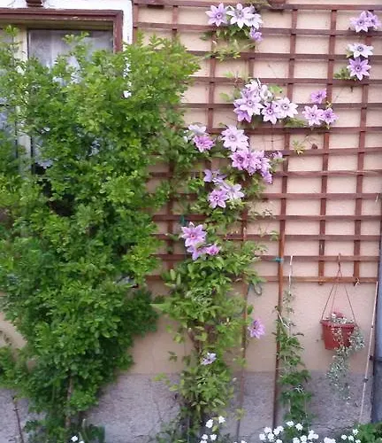 Guest Bashtina Striaha